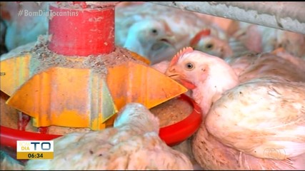 Influenza aviária: Governo do Tocantins prorroga prazo de emergência por mais 180 dias