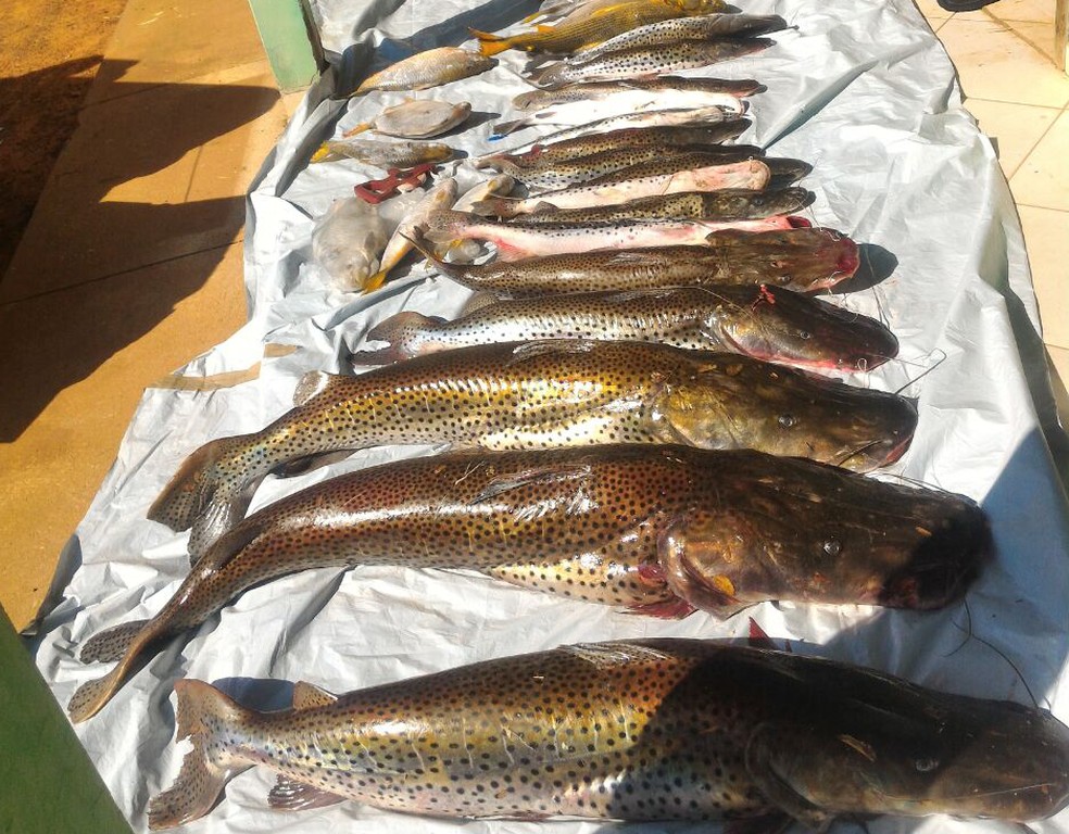 Peixes apreendidos pela polícia ainda com tamanho inferior ao mínimo permitido para pesca (Foto: Polícia Militar/Divulgação)