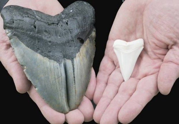 Dentes de megalodonte (à esquerda) e do grande tubarão-branco (à direita) (Foto: GETTY IMAGES (via BBC))
