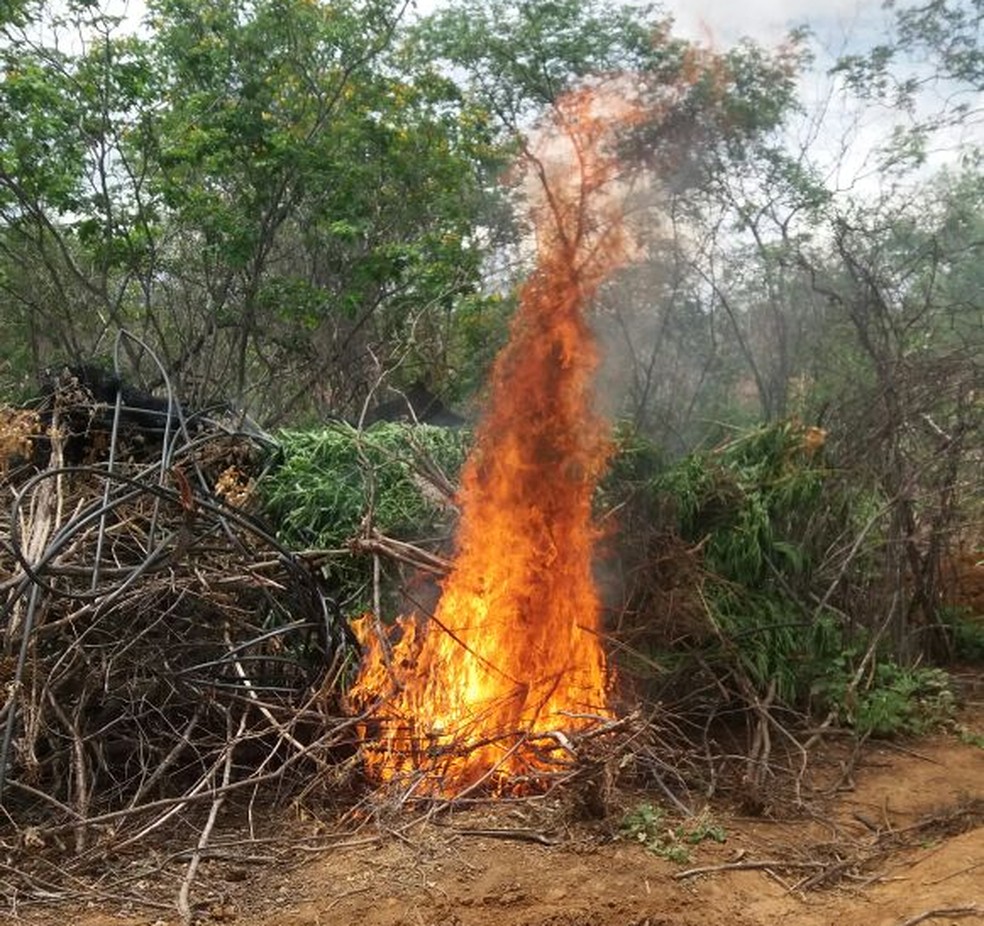 A droga foi incinerada (Foto: Polícia Militar )