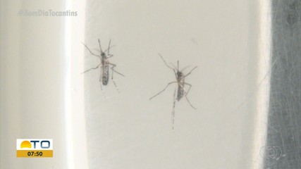 Tocantins fechou 2023 com aumento nos casos de Zika e Chikungunya