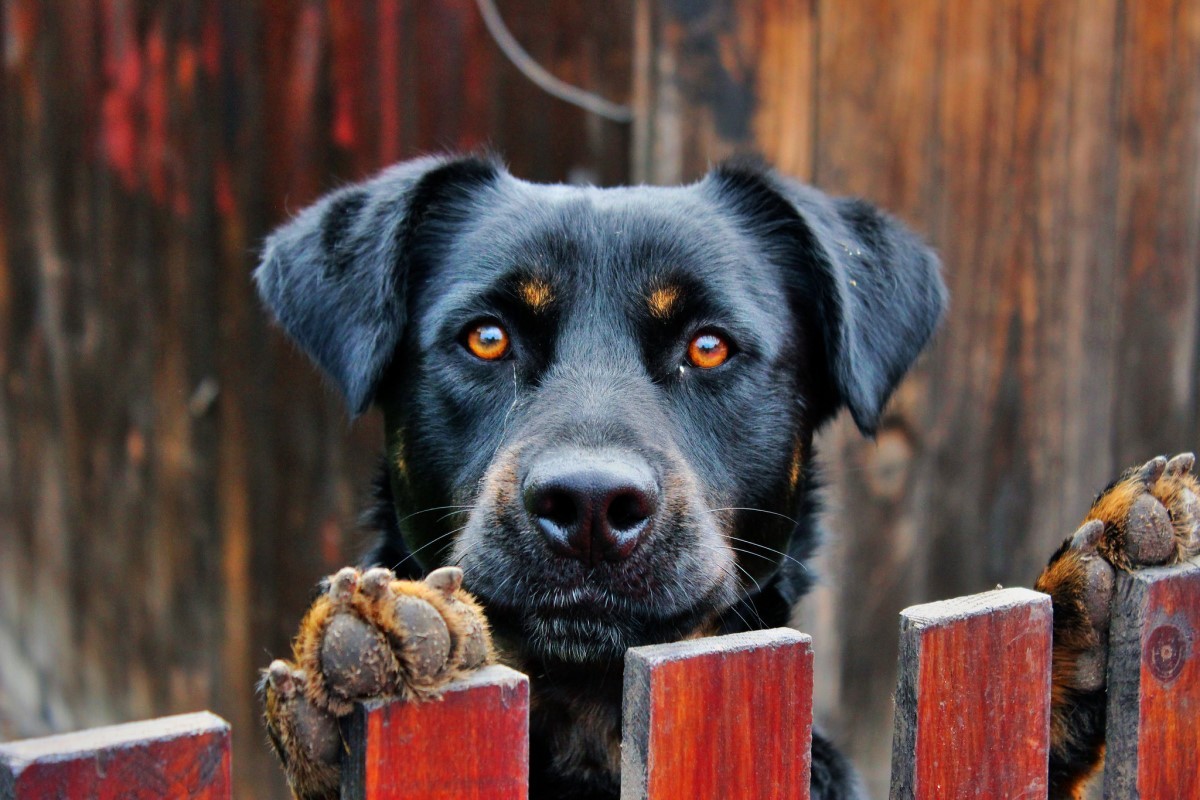 A buzina pode causar estresse e medo nos cães (Foto: Flickr/ Nemanja Jezdic/ CreativeCommons)