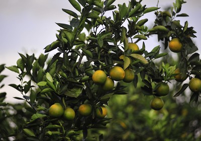 laranja_agricultura_fruta (Foto: Ernesto de Souza/Ed. Globo)