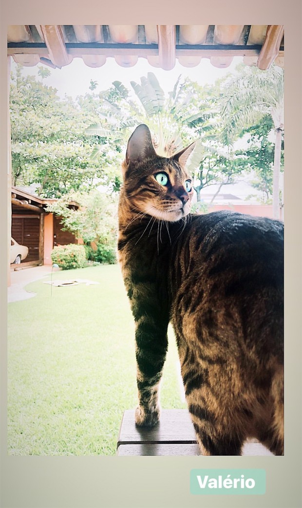 Valério, gato de Caio Castro (Foto: Reprodução/Instagram)
