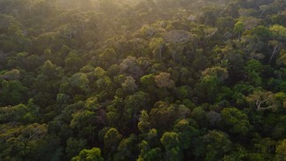 Floresta tropical dentro do territrio Piripkura, no Mato Grosso, Brasil — Foto: Victor Moriyama/The New York Times