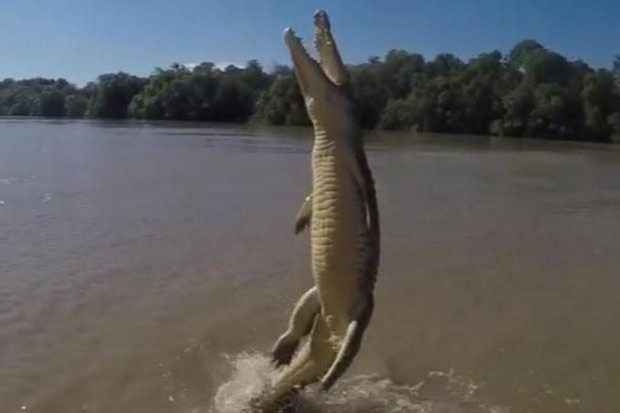 Vídeo incrível mostra crocodilo saltando quase que totalmente fora da água (Foto: Reprodução/ Instagram/Trevor Frost)