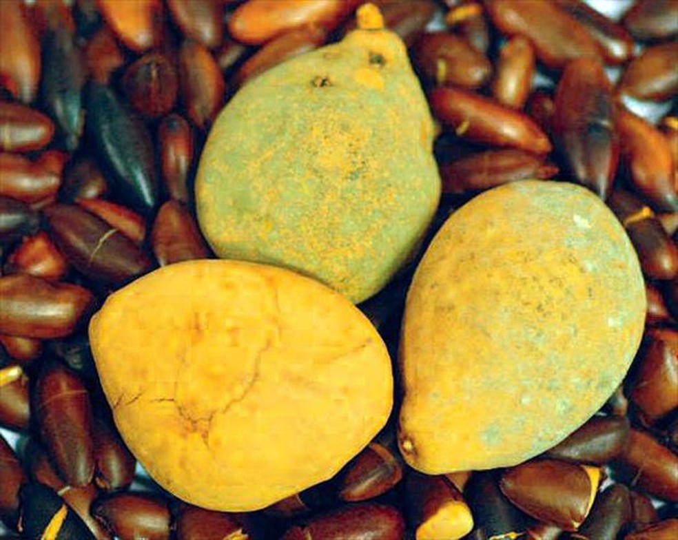 Baru &eacute; conhecido como o viagra do Cerrado &mdash; Foto: Claudionor Pecorari / TG