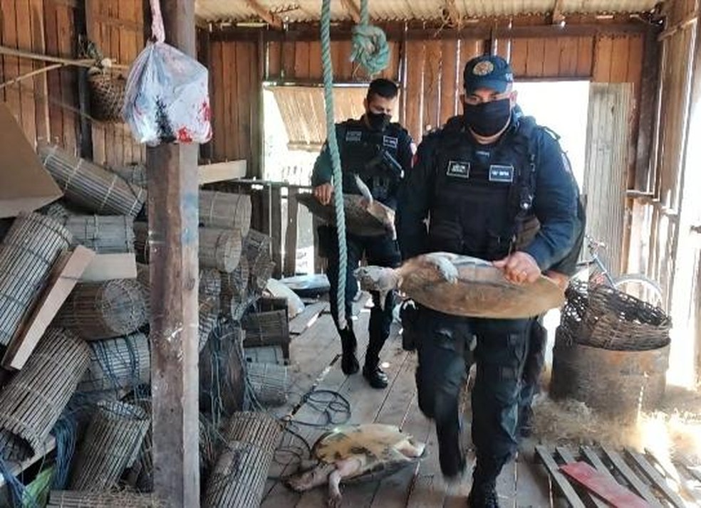 Policiais fizeram o transporte dos quelônios do barraco onde estavam sendo comercializados para a sede da Semma — Foto: Polícia Militar/Divulgação