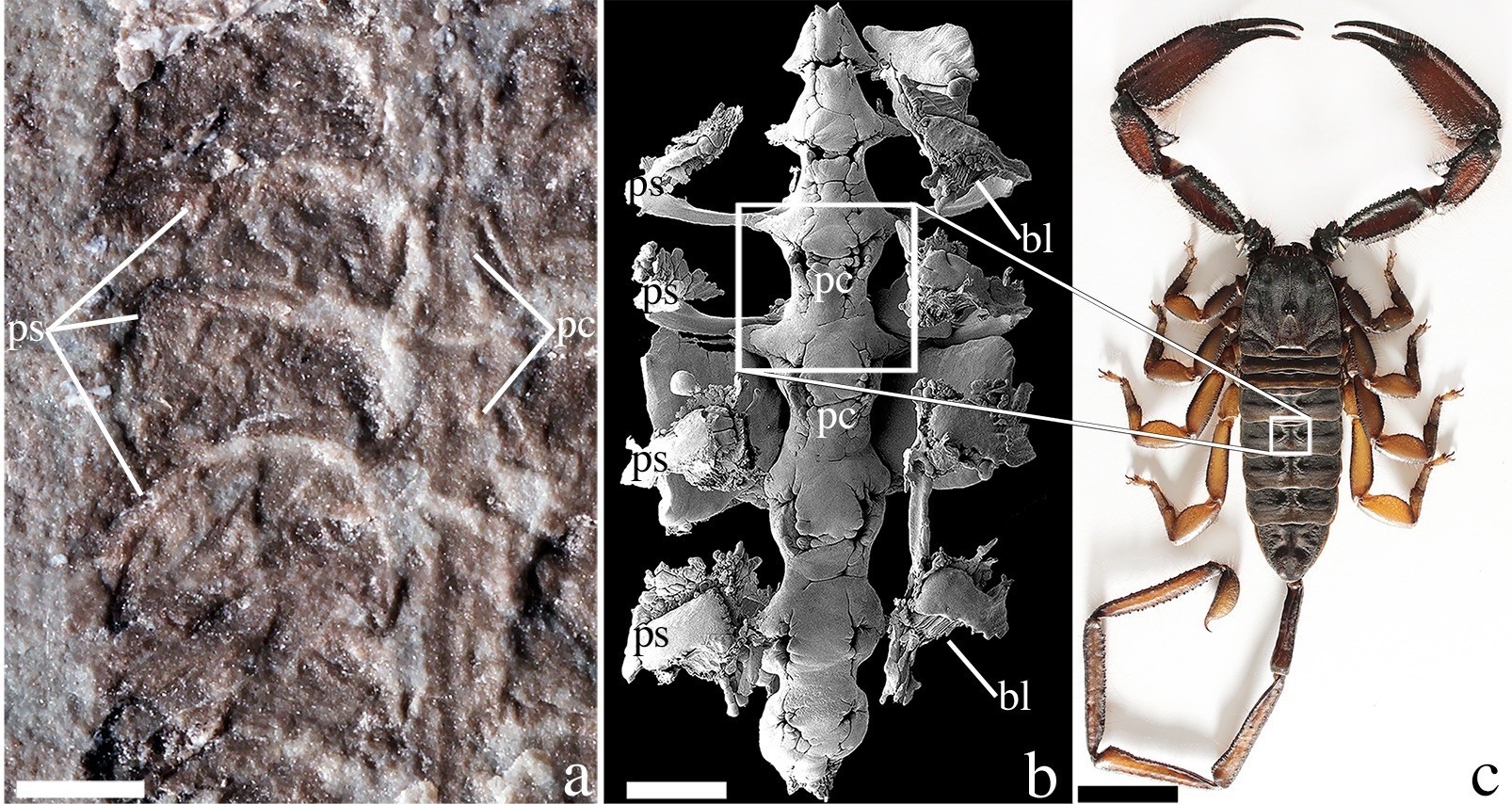 Fóssil de 437 milhões de anos é escorpião mais antigo já encontrado (Foto: Reprodução Ohio State University)