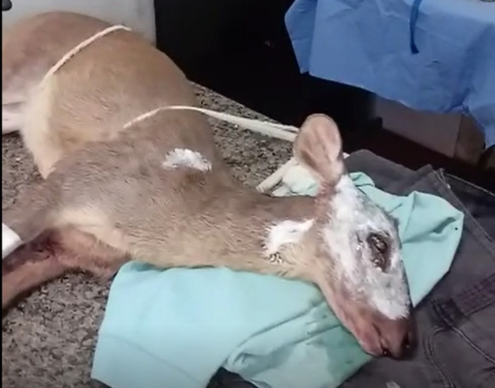 Fêmea de veado catingueiro foi resgatada com várias queimaduras em Conchal — Foto: Departamento Municipal Bem-Estar Animal/Divulgação