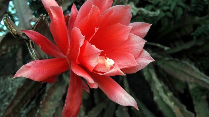 Disocactus ackermannii: conheça o cacto com flores vermelhas e vistosas |  Paisagismo | Casa e Jardim