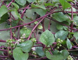 bertalha-como-plantar-bretalha-espinafreindiano (Foto: Sengai Podhuvan/ Wikimedia Commons)