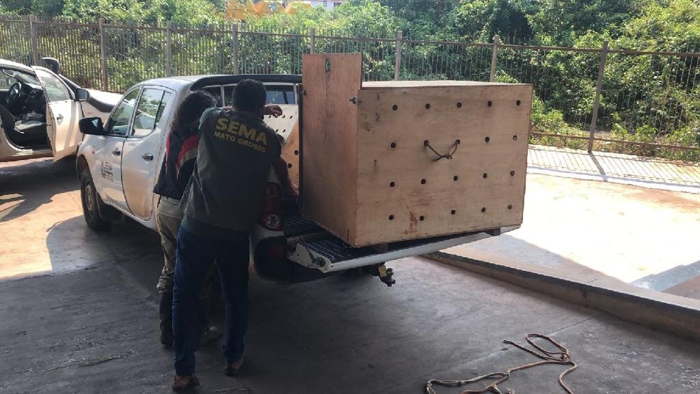 Transporte ocorreu nesta segunda-feira (27) — Foto: Divulgação-SemaMT