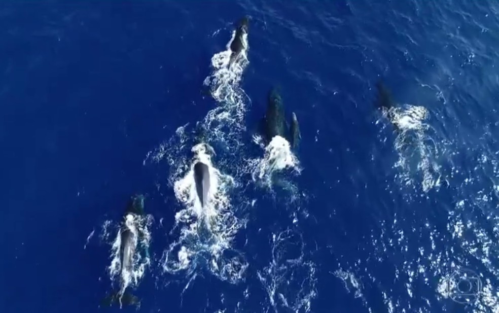 Mãe, filhote e outras baleias — Foto: Reprodução/Rede Globo