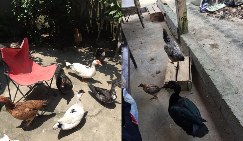 Aves invadem residência de vizinha em Mongaguá, SP — Foto: Arquivo pessoal/Ana Ligia