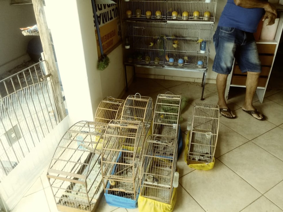 Homem é multado por manter aves silvestres, sem autorização, em cativeiro em Manduri — Foto: Polícia Militar Ambiental/Divulgação
