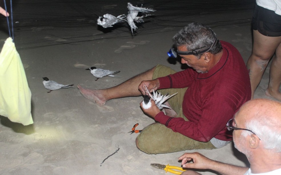 Aves migratórias contaminadas com substância oleosa são encontradas no litoral de Sergipe — Foto: Governo de Sergipe/Divulgação