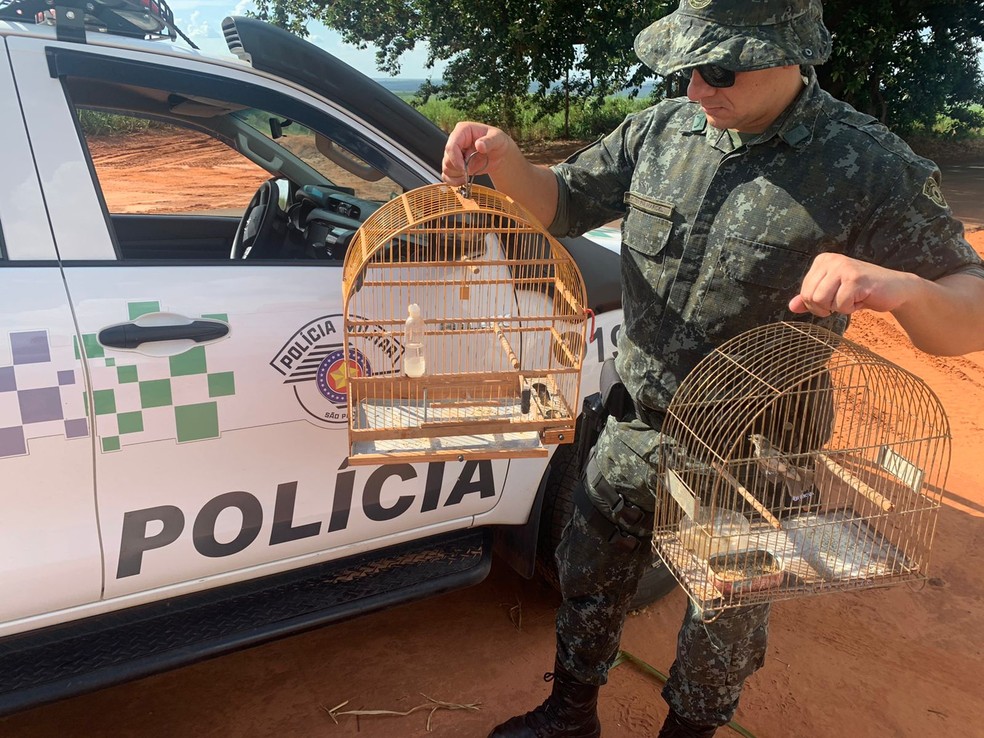 Em Teodoro Sampaio havia um canário-da-terra e um coleirinho em cativeiro — Foto: Polícia Ambiental