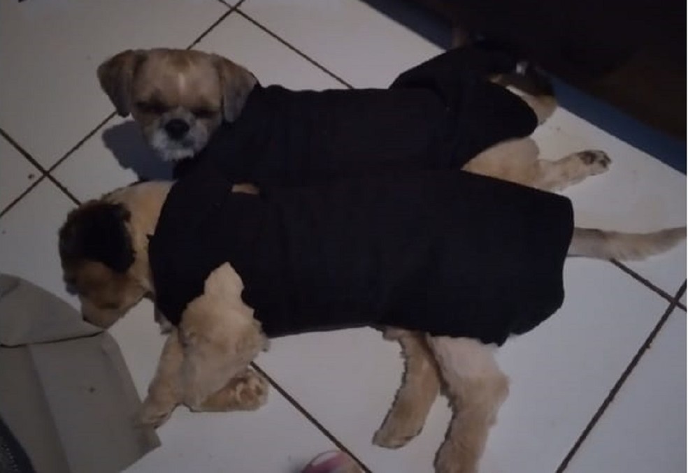 Companheiros, Fred e Branquinho aproveitaram para se aquecer juntinhos — Foto: Reprodução 