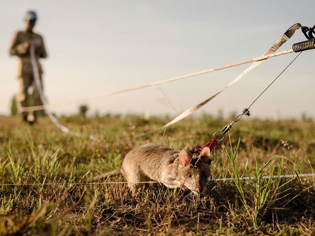 Tipos de Ratos Grandes e Gigantes: Espécies Com Nome e Fotos