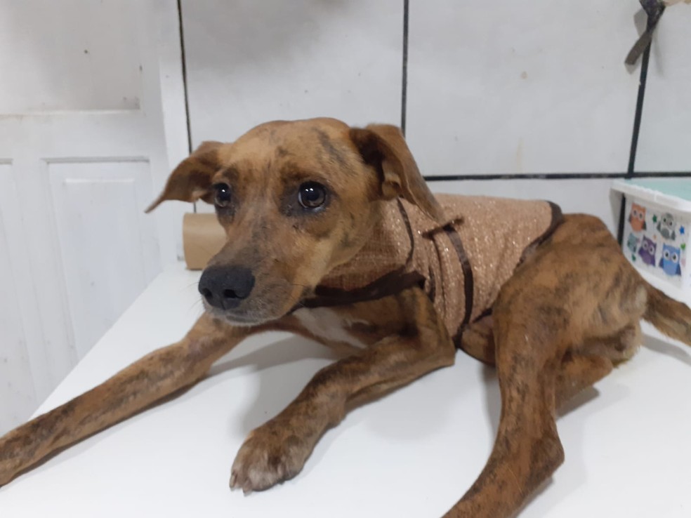 Cachorra Terrinha após resgate — Foto: ONG Protetores dos Animais de Bombinhas/Divulgação