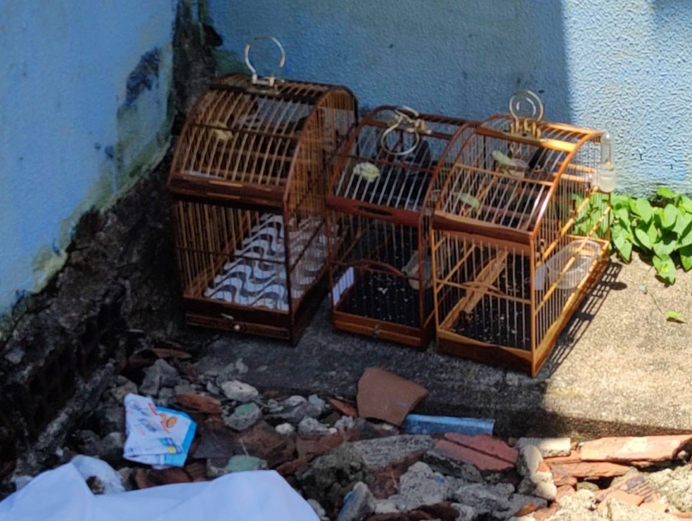 Muitos pássaros estavam sem anilhas  — Foto: Polícia Federal