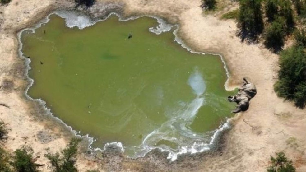 Imagem de elefante morto em Botsuana — Foto: Divulgação/Via BBC