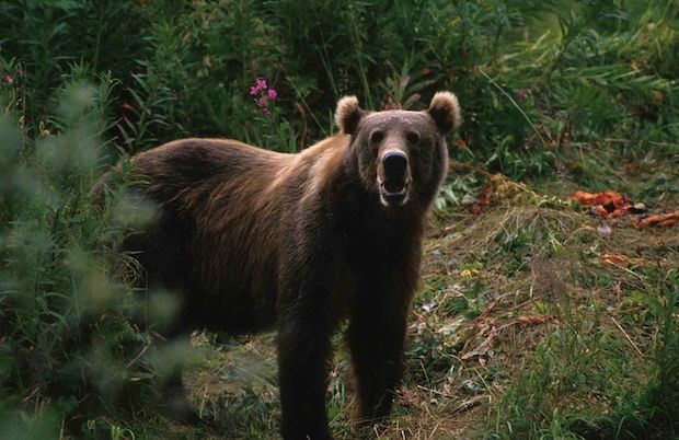 Os pardos são os maiores entre as espécies ursos (Foto: Domínio Público / WikimediaCommons)