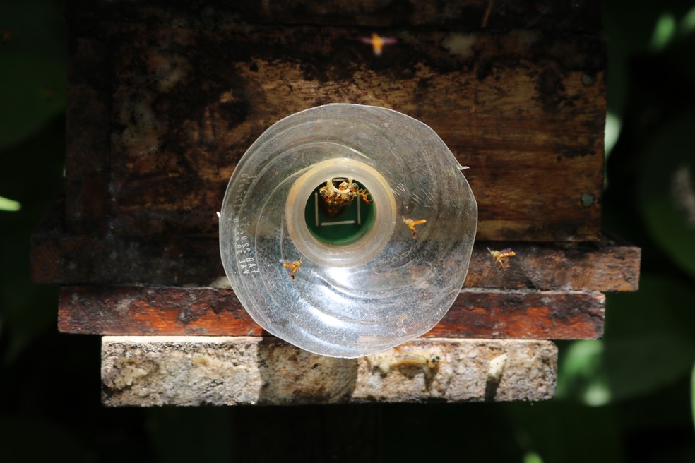 Entrada da caixa para a colmeia das abelhas Jataí — Foto: Emater-DF /Divulgação