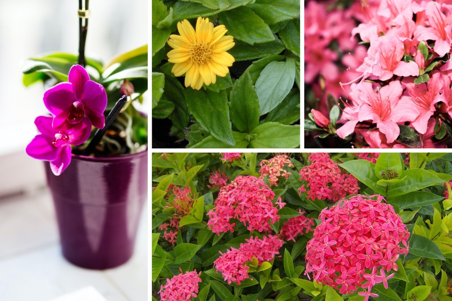 Conheça 12 flores fáceis de cuidar para colorir a casa sem muito trabalho