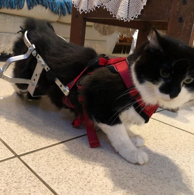 A gata Elis Valente conseguiu sua cadeira de rodas graças a vaquinha virtual feita através de doações (Foto: Arquivo Pessoal)