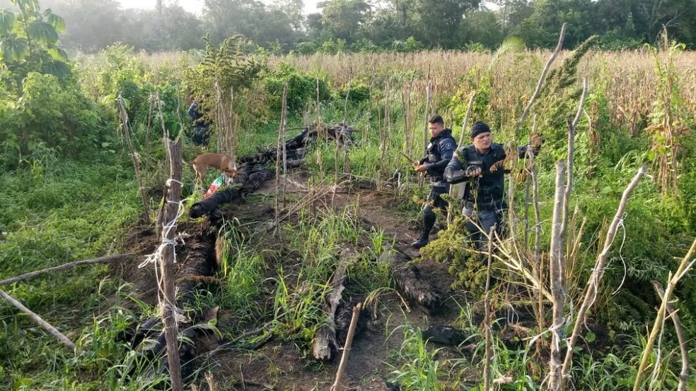 100 kg de maconha foi achado em uma fazenda Ã s margens da MA-006, em GrajaÃº â Foto: DivulgaÃ§Ã£o/PolÃ­cia Militar
