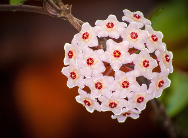A flor de cera é uma espécie ornamental que promete fazer sucesso em 2022 (Foto: Pixabay / Creative Commons)