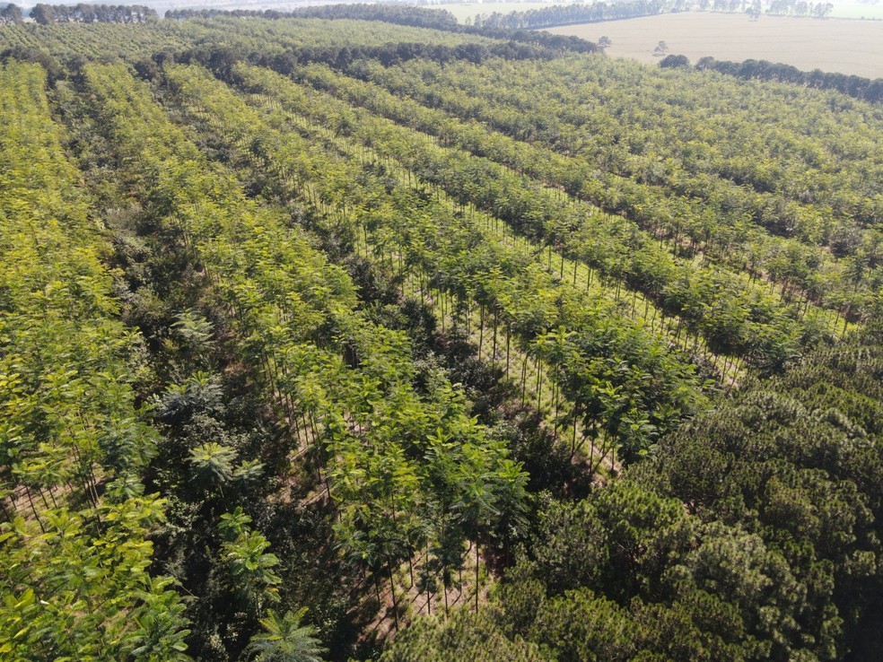 Área de restauração ambiental produtiva no interior do estado de São Paulo, com espécies nativas e Paricás — Foto: Divulgação/Apoio Florestal
