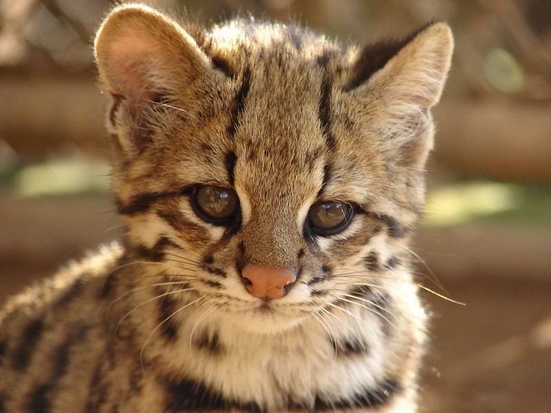 O gato-do-mato-pequeno mede, em média, de 40 cm a 60 cm, mais a sua cauda (Foto: Flickr/ Márcio Motta/ CreativeCommons)