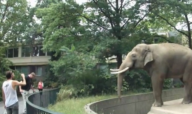 Elefante do zoo de Berlim foi filmado jogando fezes em visitante. (Foto: Reprodução)