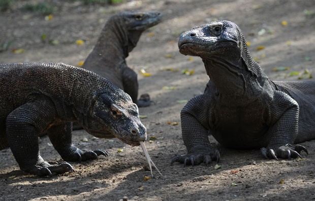 Idosa foi atacada por dragão de Komodo na Indonésia (Foto: Romeo Gacad/AFP)