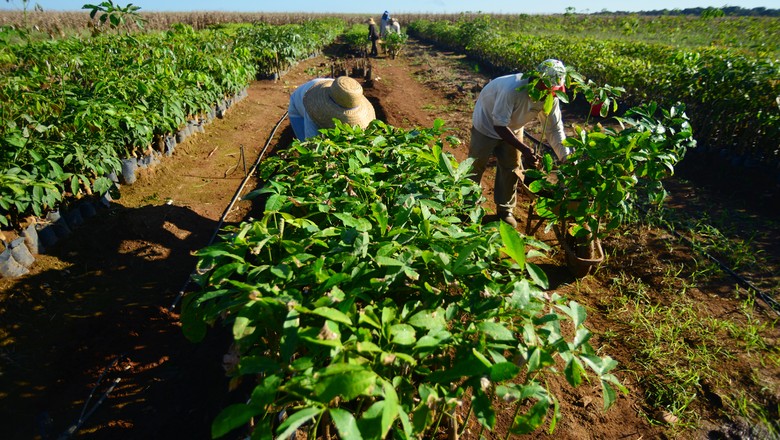 trabalhador_mudas_fazenda_brejinho_to (Foto: Ernesto de Souza/Ed. Globo)