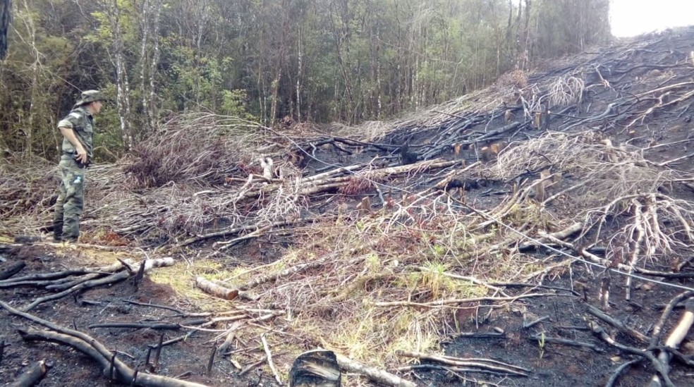 Operação contra desmatamento na Mata Atlântica que identificou 688 hectares de floresta devastada ilegalmente no Paraná, em setembro de 2019 — Foto: Reprodução/RPC