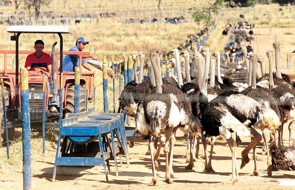 Empresa negociava a venda de avestruzes e garantia lucros certos — Foto: Wildes Barbosa/O Popular