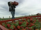 Variedades de morango da Patagônia conquistam mercado no Paraná