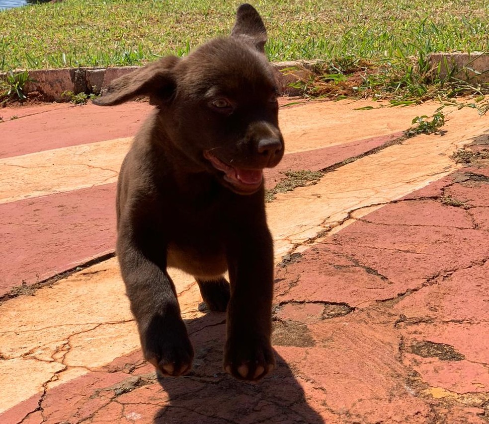 Filhote fêmea, da raça labrador retriever que foi doada para o Corpo de Bombeiros do DF — Foto: CMDF/Divulgação