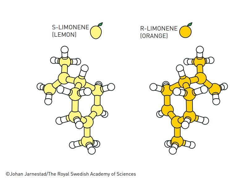 Moléculas de limoneno. À esquerda, a estrutura tem cheiro de limão. Já a forma da direita tem cheiro de laranja (Foto: Johan Jarnestad/The Royal Swedish Academy of Sciences)