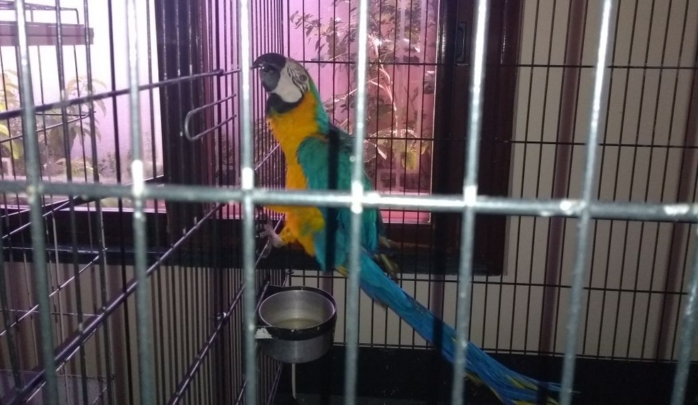 Operação para coibir tráfico de animais sisvestrees apreendeu aaves exóticas (Foto: PF/Divulgação)