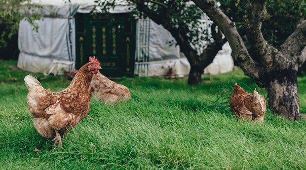 Dentre as mais de 50 opções de cursos, o de criação de galinhas caipiras está entre os mais procurados (Foto: Pexels)