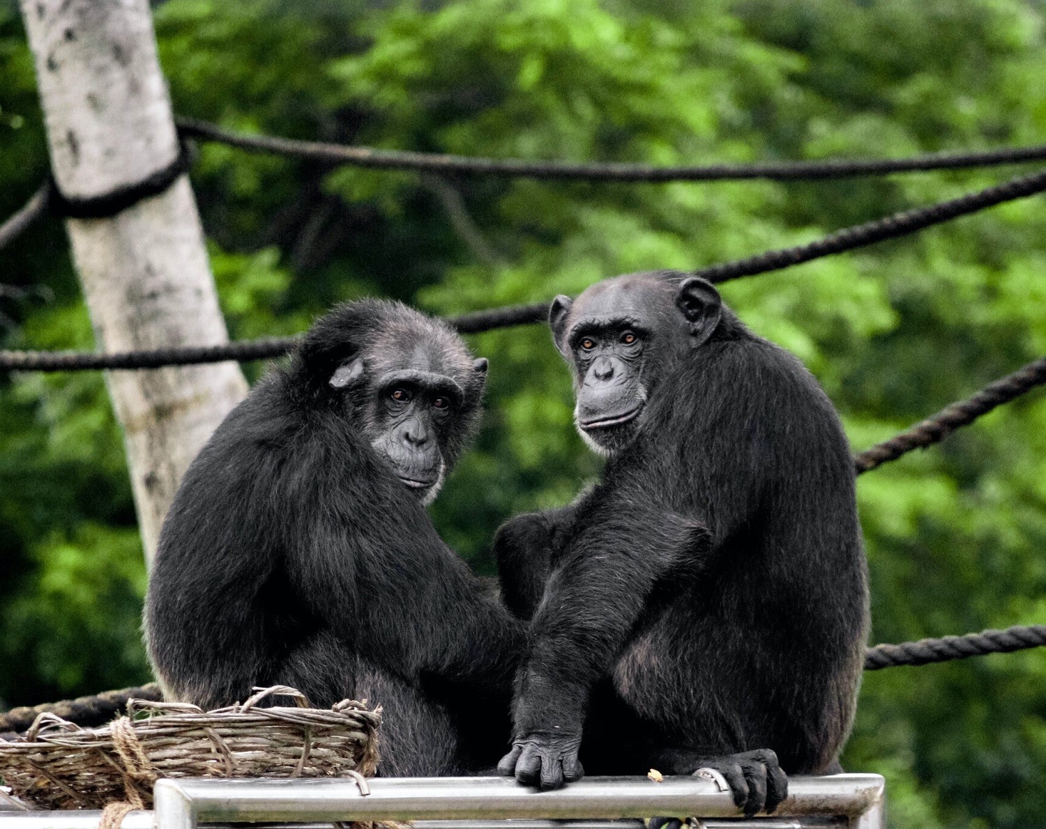 Os chimpanzés e os bonobos são muito semelhantes aos humanos (Foto: Unsplash/ CreativeCommons)