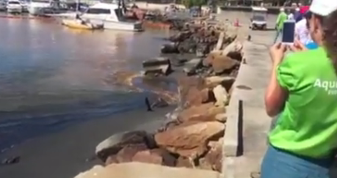 Imagens feitas por site americano mostram líquido marrom desaguando na Marina da Glória (Foto: Reprodução/Facebook)