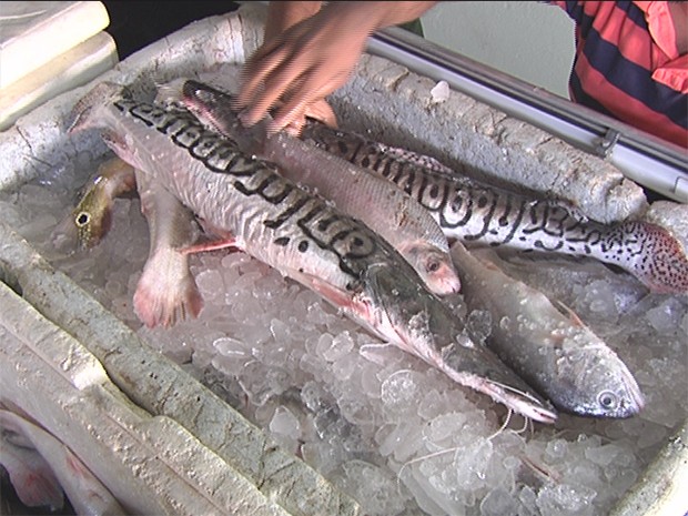 Peixes serão doados para instituições e entidades carentes da cidade (Foto: Reprodução/TV Tapajós)