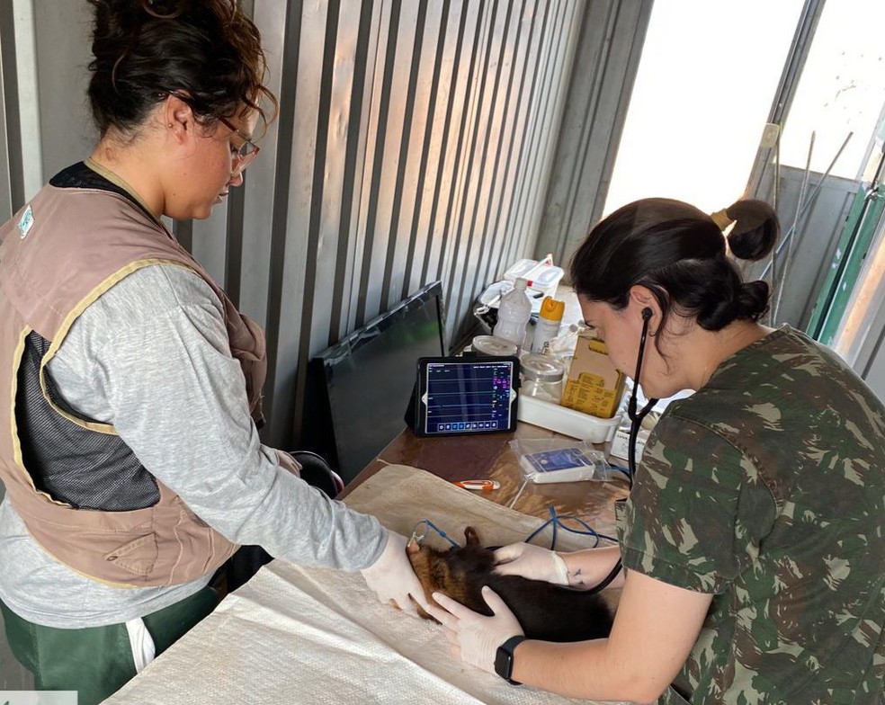 Filhote cachorro-vinagre é atendido por veterinárias — Foto: Cedida