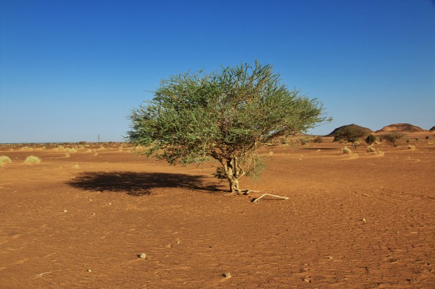 Saara apresenta cerca de 1,8 bilhões de árvores sob suas dunas (Foto: Freepik)